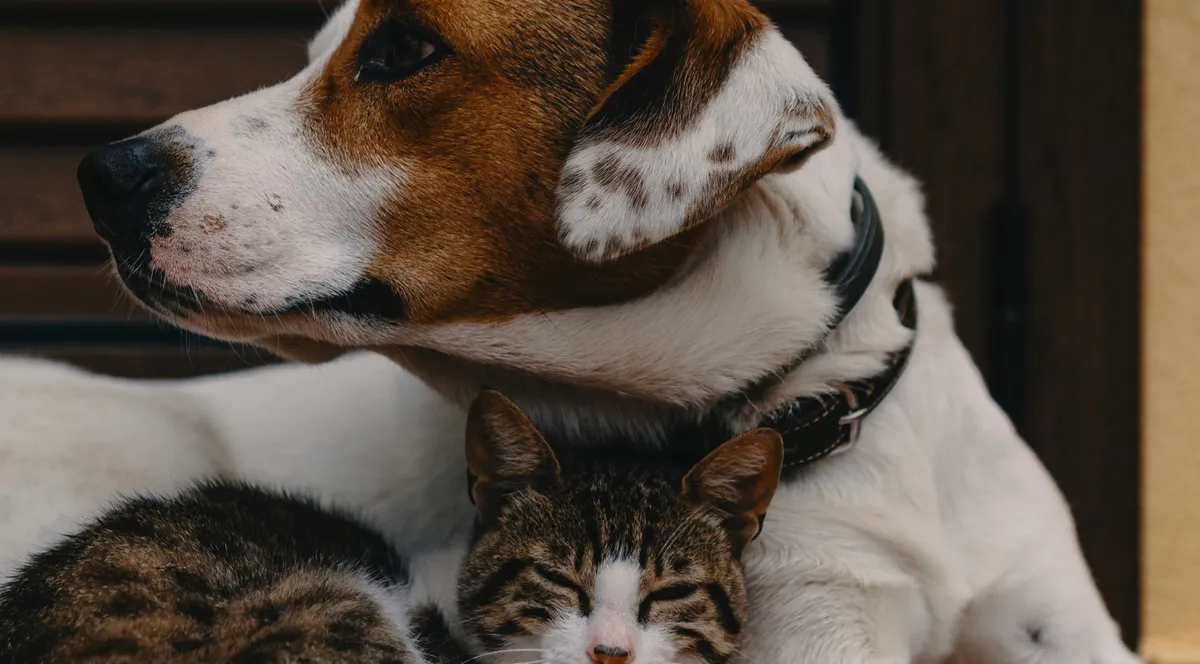 A Jack Russell dog resting its head over a tabby kitten on terracotta tiles